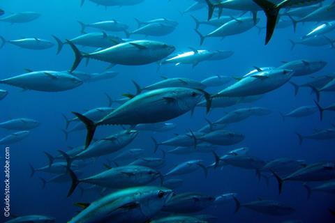 bluefin tuna swimming around