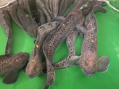 wolffish