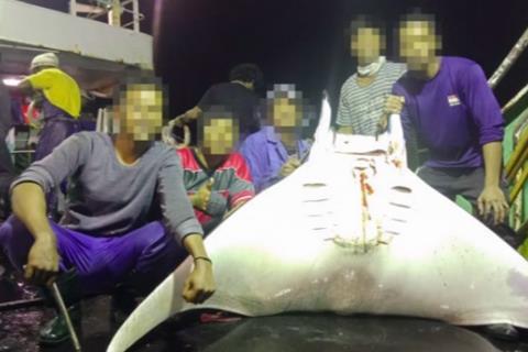 A ray caught on a XIN SHI JI vessel