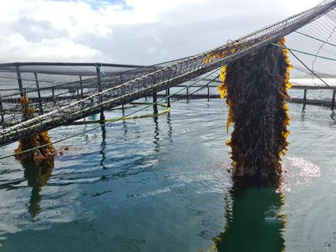 Seaweed ropes at Scottish Sea Farms Scallastle, Mull