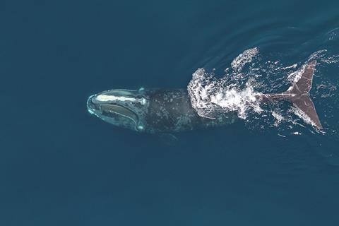 North Atlantic Right Whale