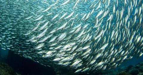 Shoal of fish