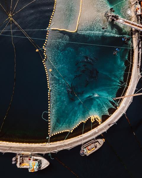 Atlantic bluefin ranching