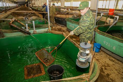 Russian hatcheries