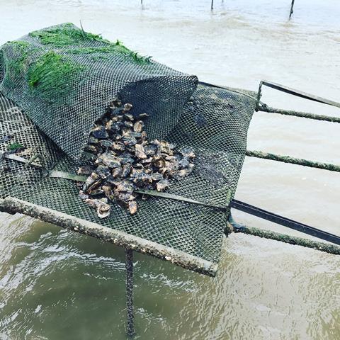 Whitstable oysters