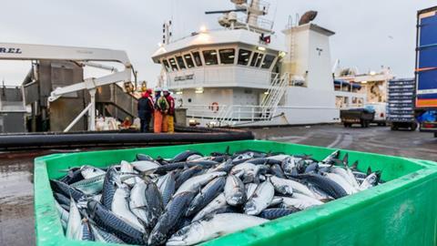 A crate of mackerel dockside at Peterhead