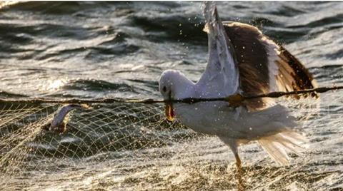 Birdlife International says bycatch from fishing is killing Europe’s seabirds in huge and unsustainable numbers