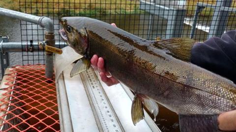 Pacific salmon