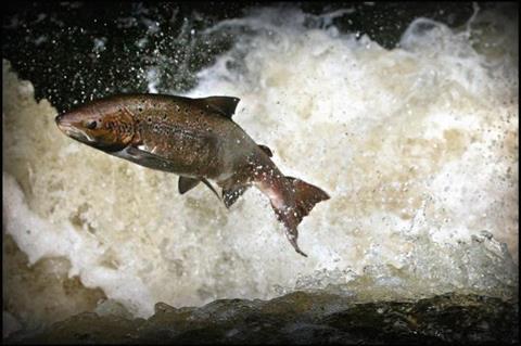 Wild Scottish salmon