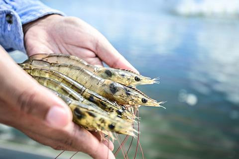 Outstretched hands holding raw shrimp