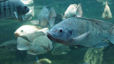 Tilapia grow-out