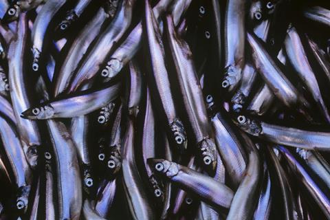 Capelin