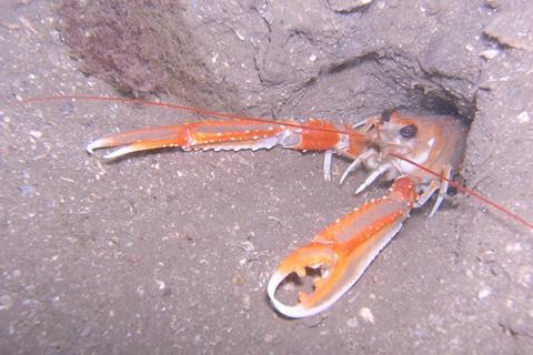 Scottish nephrops