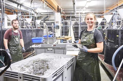 Pikeperch production in Belgium