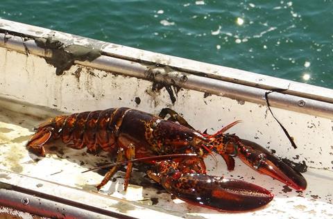 Maine lobster