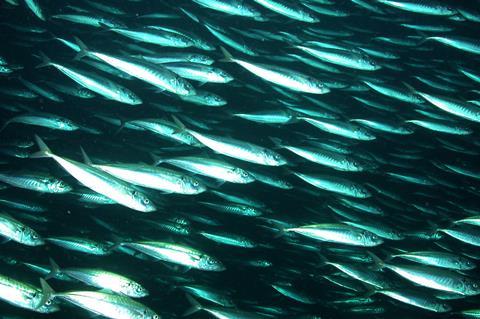 Mackerel shoal