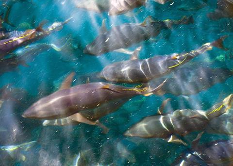 Atlantic bluefin tuna