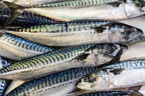 Scottish mackerel