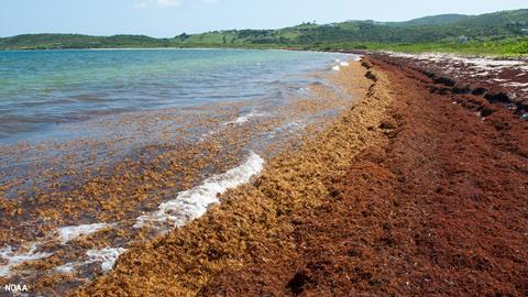 A beach on Saint Martin in the Caribbean covered in Sargassum seaweed