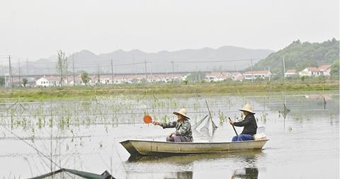 Crayfish farmers in China