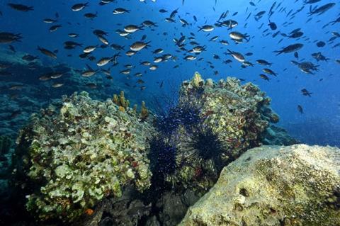 A shoal of fish in Turkey’s Mediterranean coast