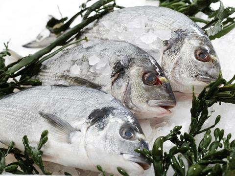 three gilthead bream on ice