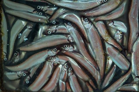 Capelin credit Svanhildur Egilsdottir