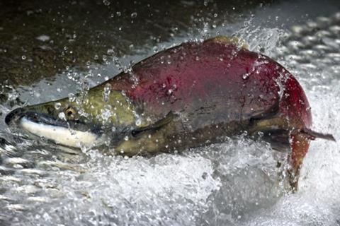wild salmon