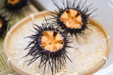 Open Urchin