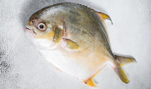 Florida pompano