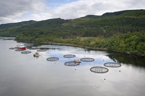 Scottish salmon