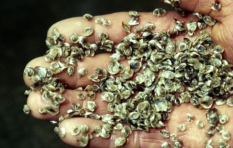 Oyster spat