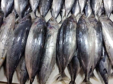 Skipjack_tuna_(Katsuwonus_pelamis)_in_a_Philippine_fish_market