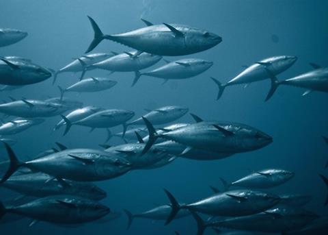 bluefin tuna