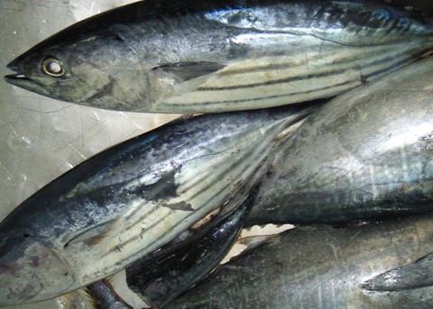 skipjack tuna
