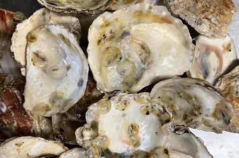 The image shows a close up of flat oysters