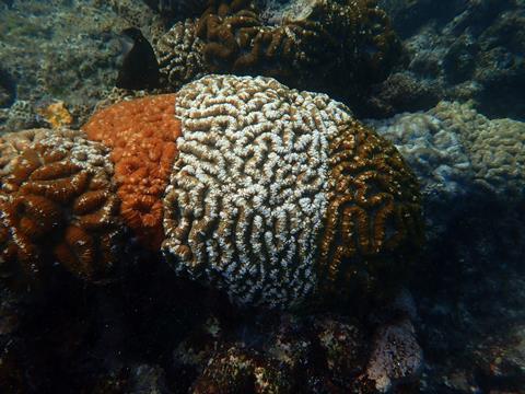 coral reef