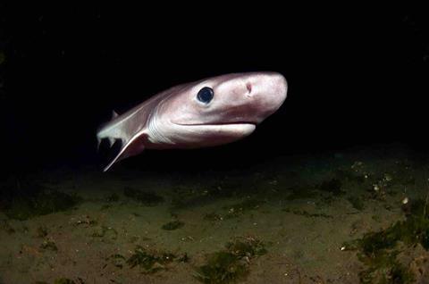 The image shows a Bluntnose Sixgill Shark (Hexanchus griseus) off Puget Sound, USA