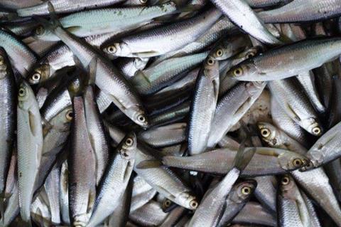 Atlanto-Scandian herring