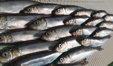 The MoU aims to sustain the pelagic self-sampling programme over the long-term