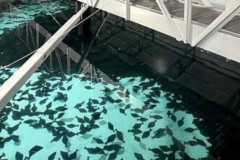 The Sande Seafarm project is pictured
