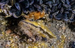 Native_Oyster