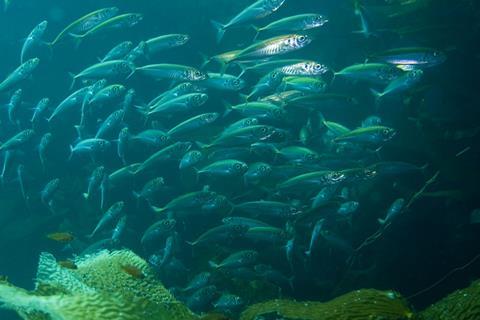 Mackerel