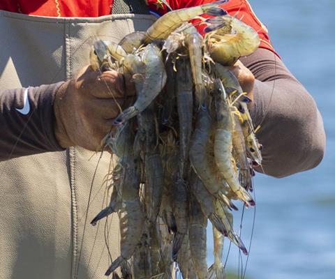 Behind Del Pacifico’s wild-caught shrimp is the lowest per pound fuel consumption of any shrimp fishery