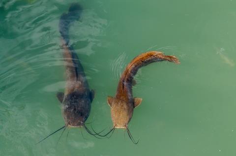 two catfish