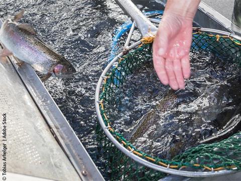 rainbow-trout-aquaculture