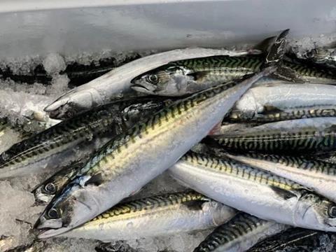 mackerel-sample-credit-nefsc