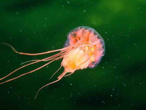 jellyfish