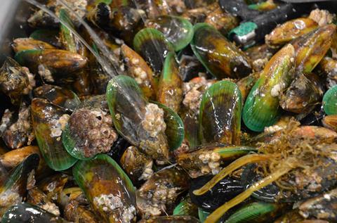 Green lipped mussels