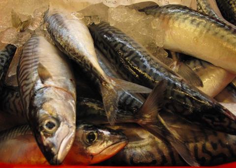 Irish mackerel